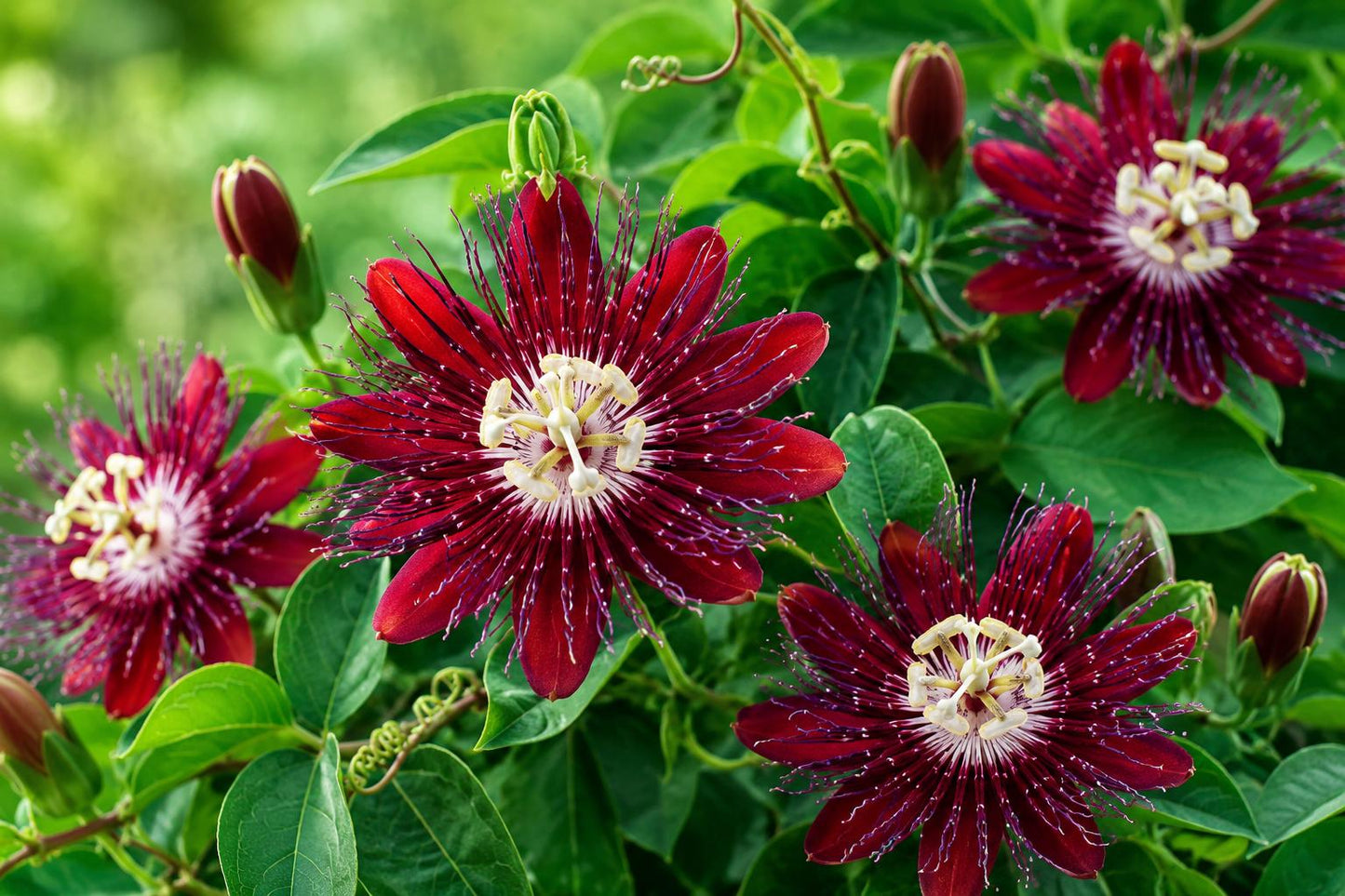 Lady Margaret Red Burgundy Passion Flower Vine - Fragrant Passiflora Plant for Garden or Indoor Decor