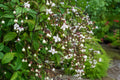 Tropical Plant Light Bulbs - Chains of Glory Clerodendrum with White Flowers - Indoor Outdoor Garden Decor