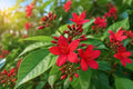 Red Dwarf Jatropha Plant - Integerrima Peregrina - Rare Sub-Tropical Flowering Tree for Garden & Container