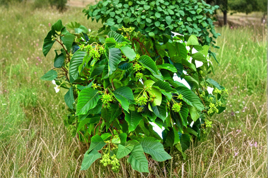 Hazel Alder Tree Seeds – Alnus incana rugosa – Fast-Growing Deciduous Woodland Landscape Plant