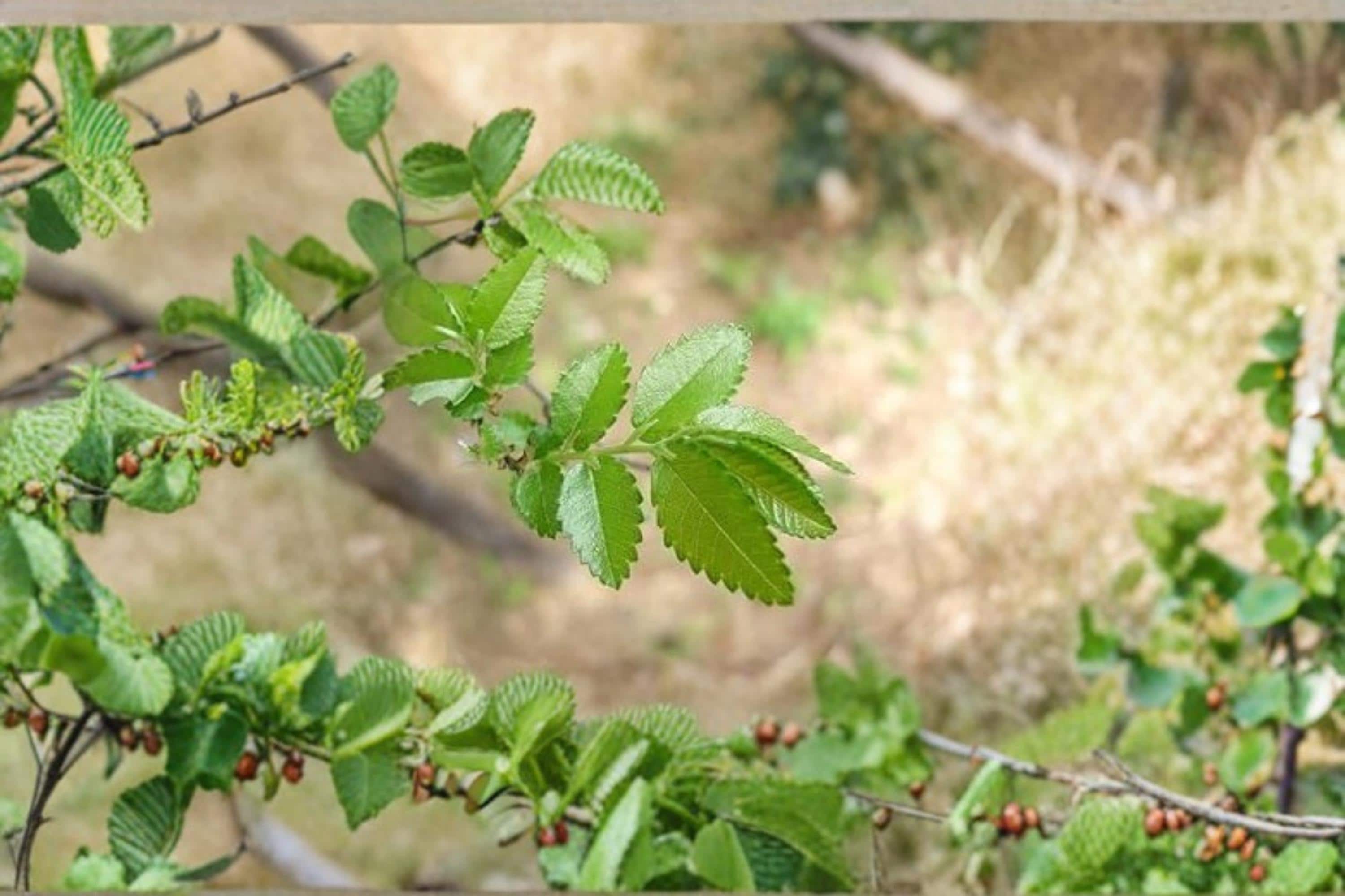 Chinese Corkbark Elm Seeds – Ulmus parvifolia, Deciduous Landscape Tree, Ornamental Garden Tree, 30 Seeds