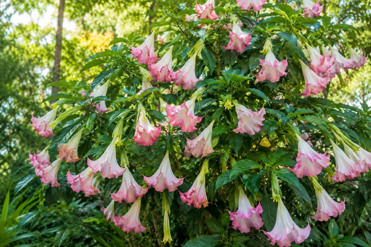 Brugmansia Plant - Tropical Versicolor Angel's Trumpet with Big Peach, Yellow, White Blooms - Exotic Flowering Shrub