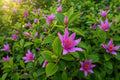 African Star Flower Plant - Tropical Tree - Purple Pink Blooms - Pentas lanceolata