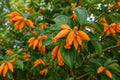 Juanulloa Gold Finger Bush Vine Plant - Rare Tropical Orange Flowering Climber for Hummingbird Attraction - Juanulloa spp.