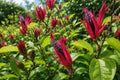 Brazilian Candle Plant - Tropical Pavonia with Red Purple Flowers - Exotic Indoor or Outdoor Flowering Plant - Pavonia lasiopetala