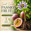 Sweet Sunrise Passion Fruit Plant – Self-Fertile Climbing Vine Starter Passiflora edulis for Home Garden