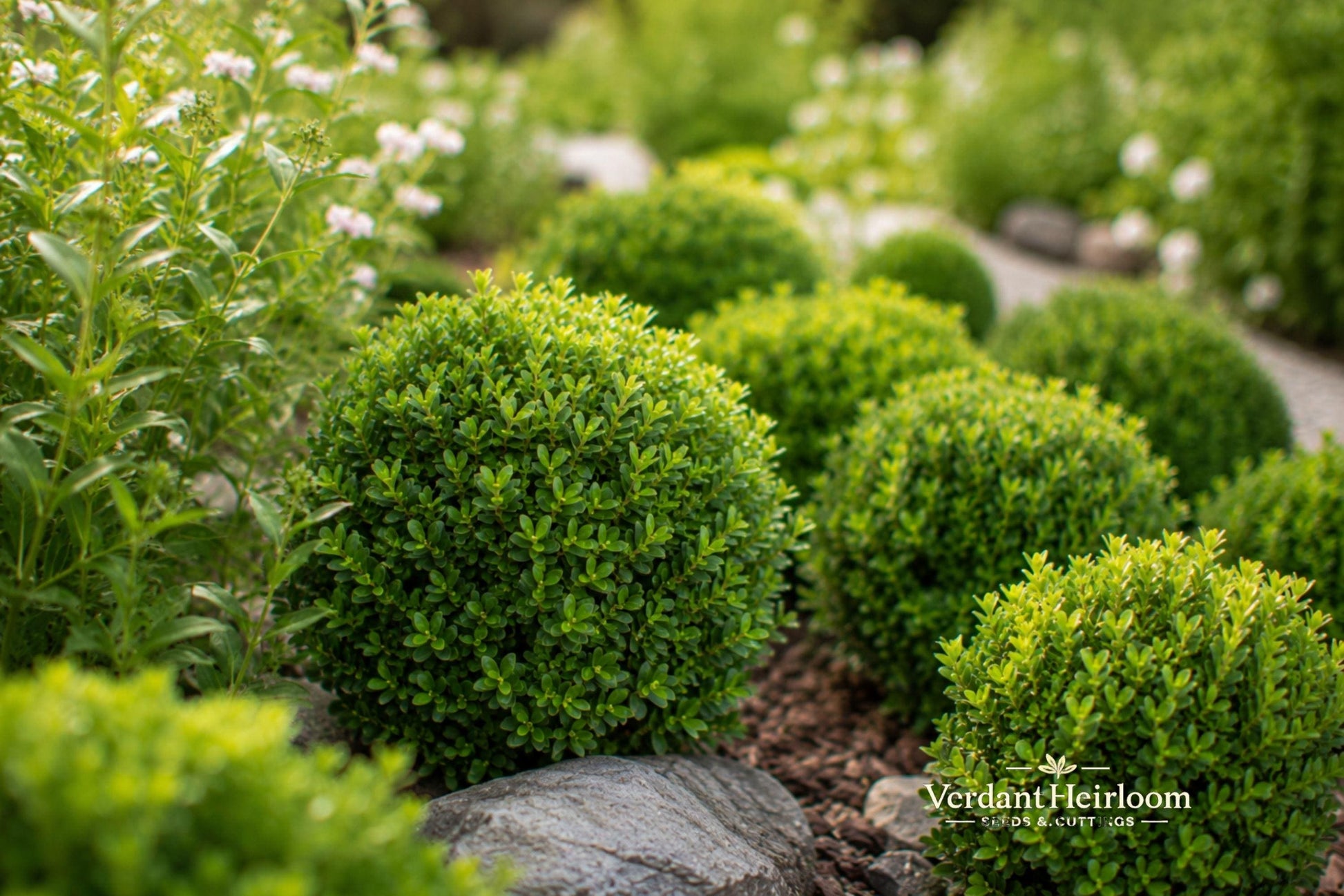 Japanese Boxwood Unrooted Cuttings – 12 Live Buxus microphylla Shrubs for Hedges & Borders