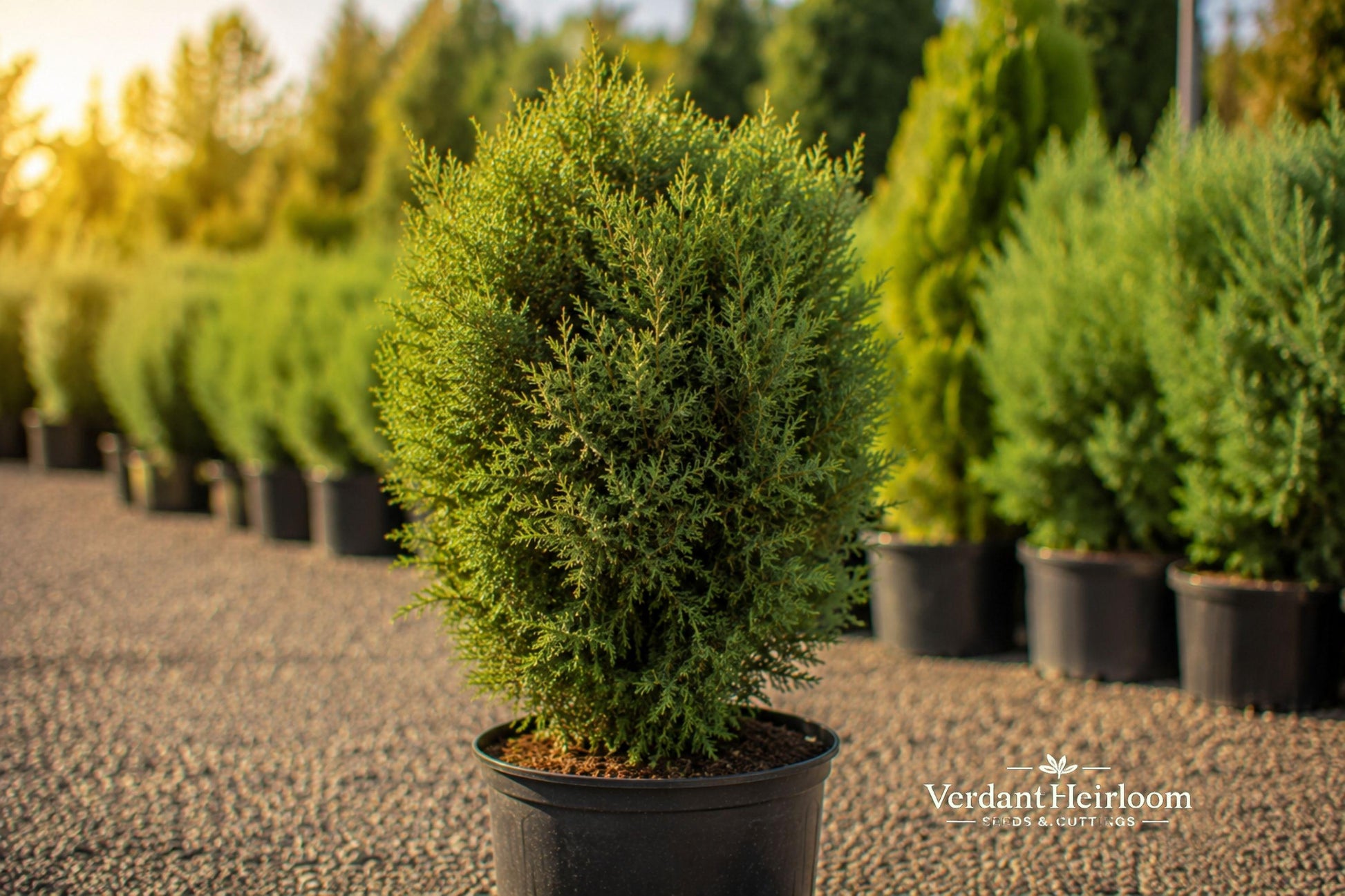 Juniper Hedge Unrooted Cuttings – Evergreen Shrub for Privacy Borders, Landscaping, 12+ Live Plants