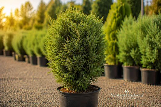 Juniper Hedge Unrooted Cuttings – Evergreen Shrub for Privacy Borders, Landscaping, 12+ Live Plants