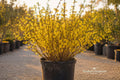 Forsythia Bush Cuttings 12 Unrooted Live Plants, Bright Yellow Flowers, Flowering Shrub, Perennial, Garden Hedges & Borders