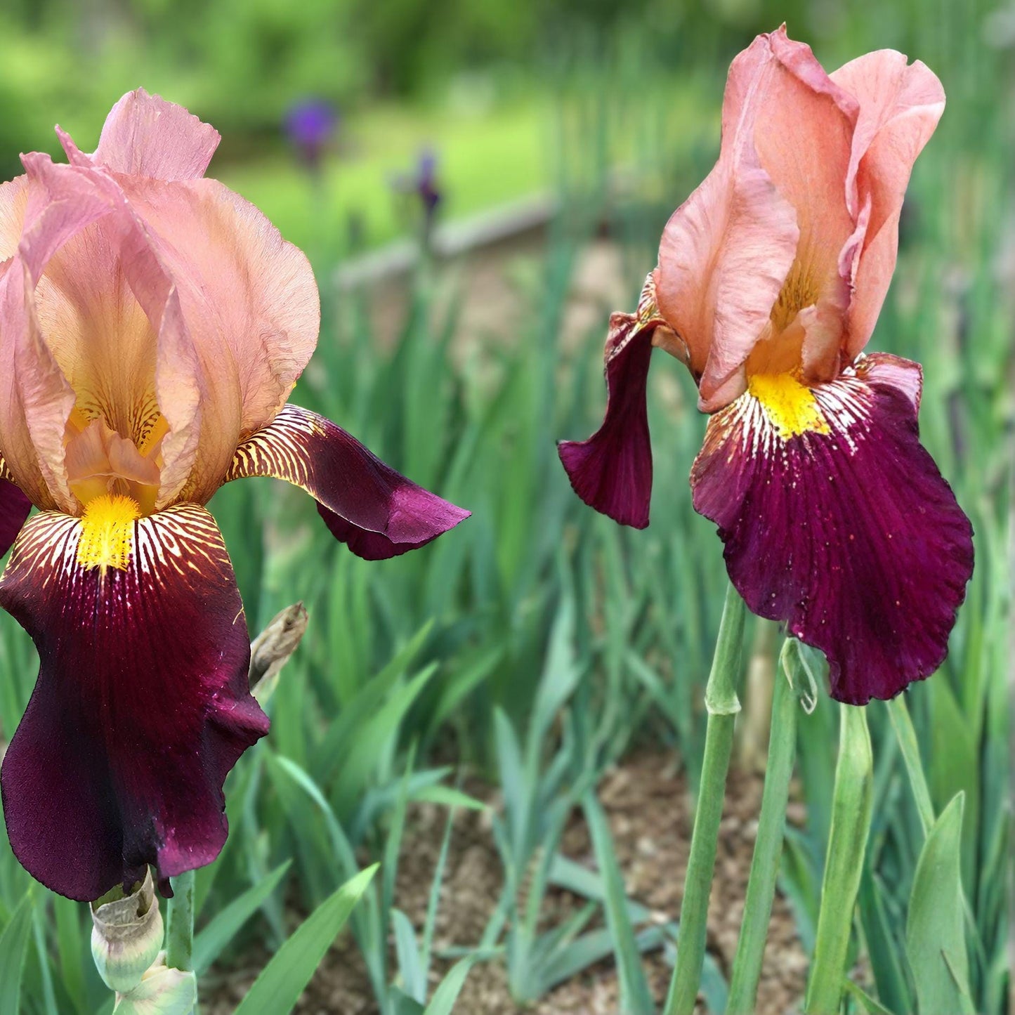 Indian Chief Bearded Iris Rhizome | Fragrant Tall Perennial Flower | Iris germanica ‘Indian Chief’