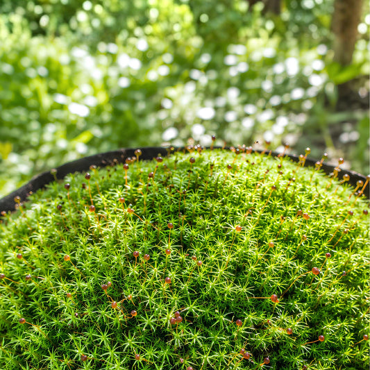 Juniper Haircap Moss Live Ground Cover | Polytrichum Commune | Gallon Bag for Terrariums & Gardens