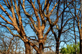 Paperbark Maple Seed Acer griseum - Deciduous Tree for Garden & Landscape Planting