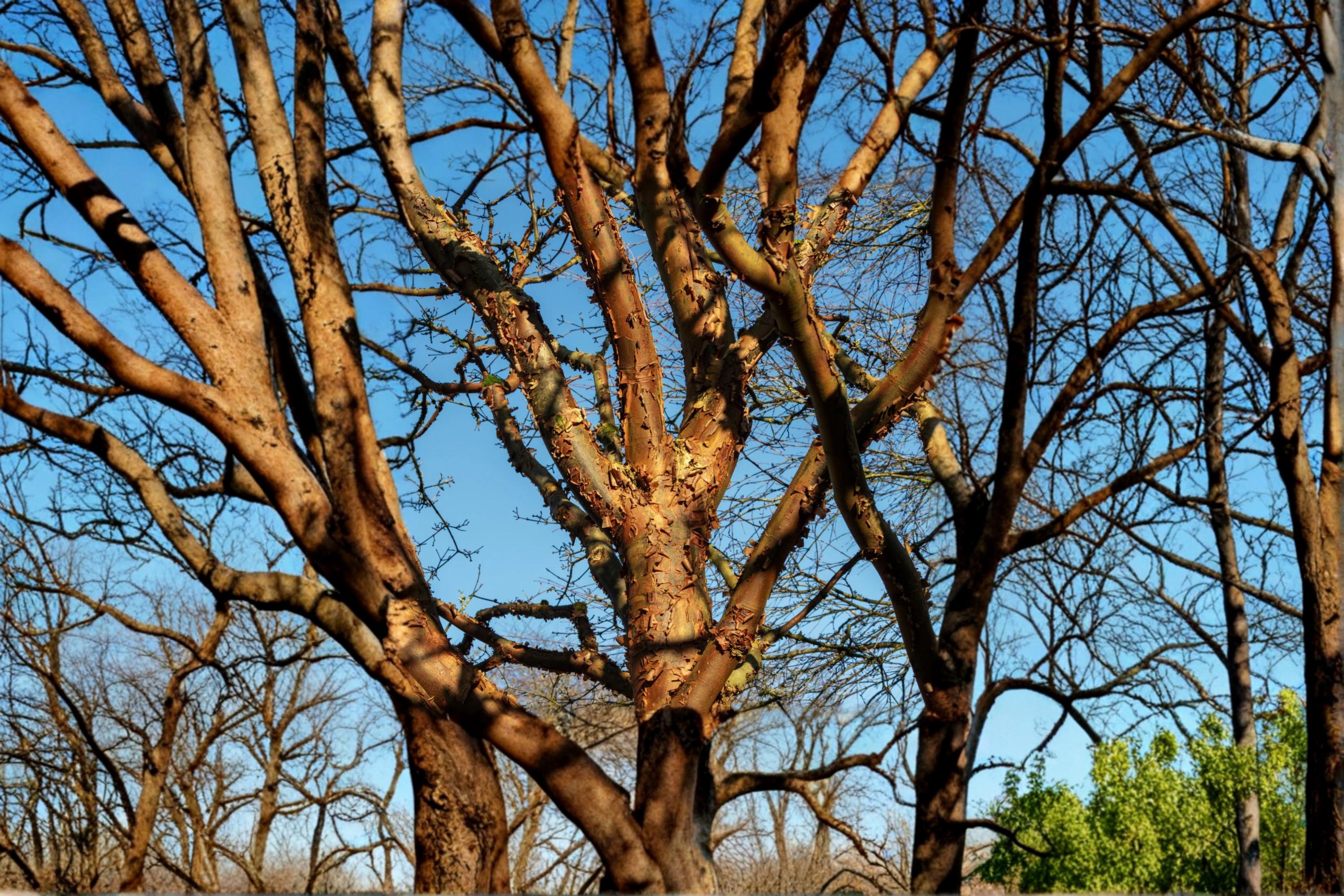 Paperbark Maple Seed Acer griseum - Deciduous Tree for Garden & Landscape Planting