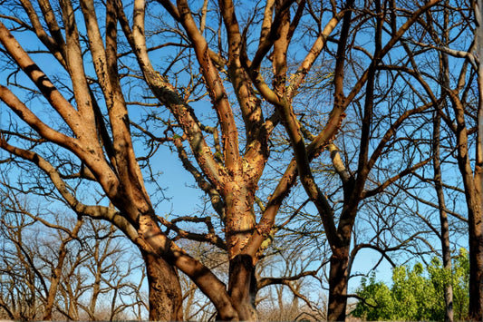 Paperbark Maple Seed Acer griseum - Deciduous Tree for Garden & Landscape Planting