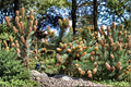 White Spruce Seeds – Picea glauca Evergreen Conifer Tree for Landscaping & Garden Planting