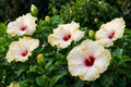 Tropical Hibiscus Plant - Single Bloom Cream Pink Yellow - Hibiscus rosa-sinensis - Exotic Garden Flower