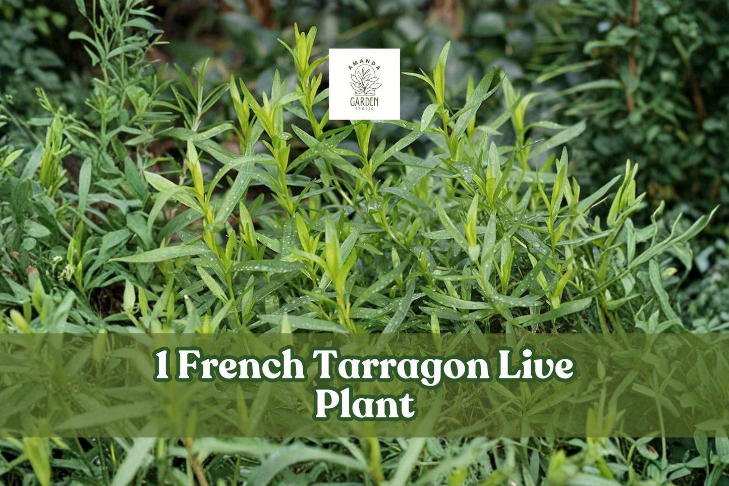 French Tarragon Live Plant Plug – Culinary Herb, Artemisia dracunculus sativa, Green Foliage, Kitchen Garden, Herb Container