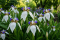 Walking Iris Plant - White Blue Fragrant Blooms - Neoregalia spp. - Shade Garden Bog Perennial