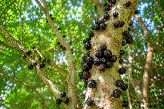 Live Jaboticaba Fruit Tree in 4" Pot | Brazilian Grape, Plinia cauliflora, Edible Fruit & Ornamental Foliage