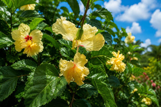 Yellow Apricot Lion Tail Pom Pom Tropical Hibiscus Plant | Rare Hibiscus rosa-sinensis | Indoor & Outdoor Garden Flower