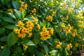 Cestrum aurantiacum Orange Zest Peel Jasmine Tropical Fragrant Flower Shrub for Garden & Patio