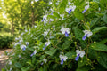 Blue Butterfly Bush Plant - Tropical Clerodendrum Ugandense with Butterfly-Shaped Blue Flowers for Garden or Container