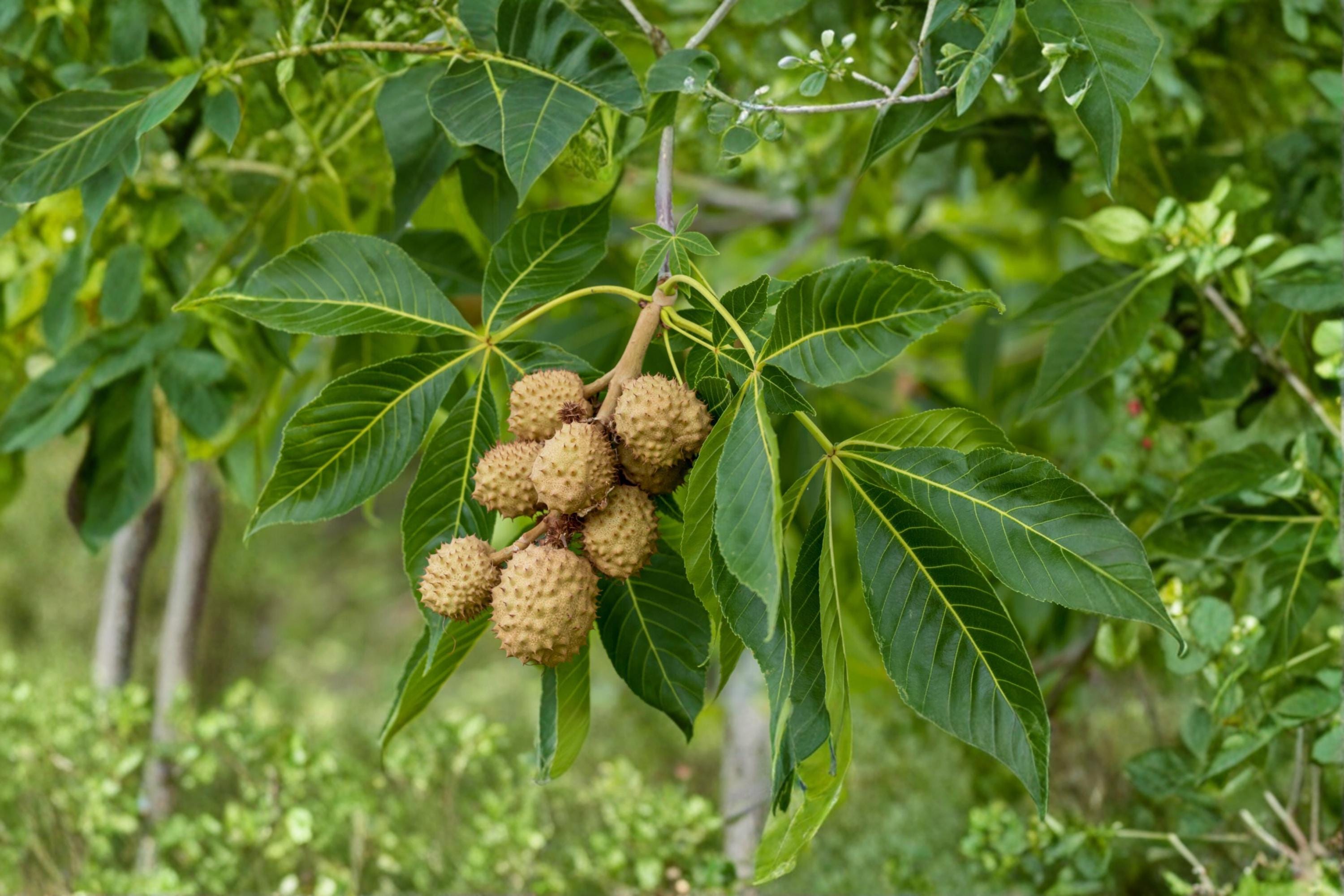Buckeye Tree Seeds – Aesculus glabra – Deciduous Nut Tree for Landscaping and Native Planting