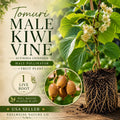 Tomuri Male Kiwi Vine Starter Plant – Actinidia chinensis, Pollinator for Female Kiwi, Climbing Vine, Heirloom, Non-GMO
