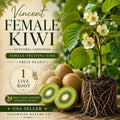 Vincent Female Kiwi Vine – Heirloom Non-GMO Actinidia chinensis Fruit Plant for Home Garden