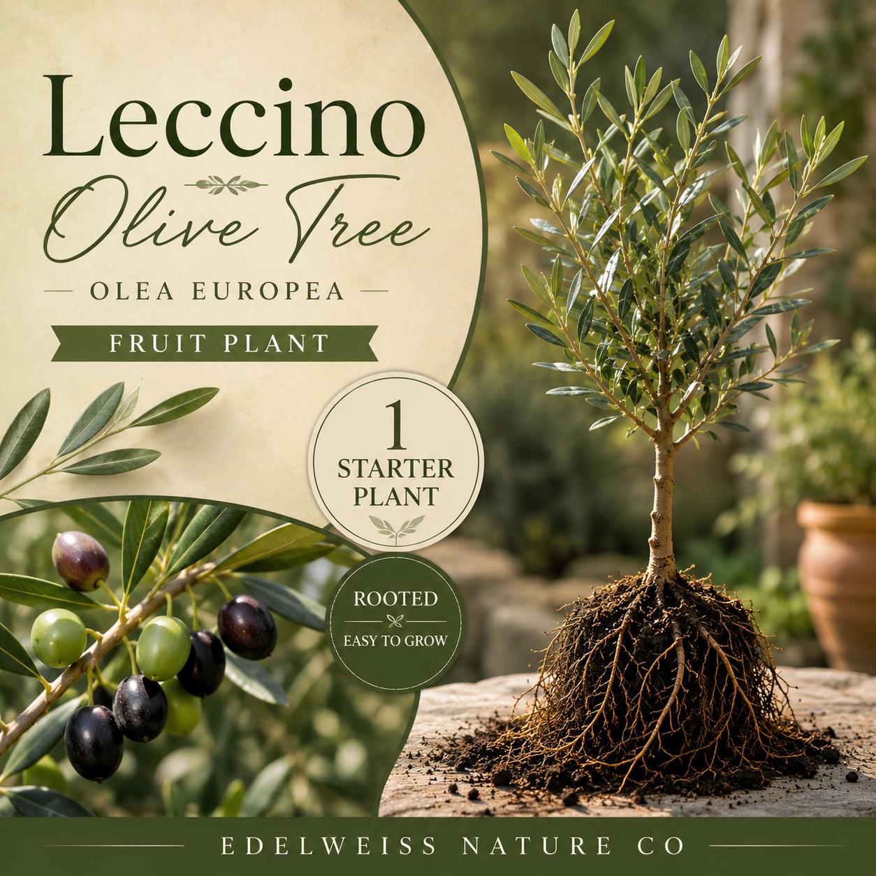Leccino Olive Tree Live Root Starter Plant – Olea europaea Heirloom Non-GMO Edible Garden Plant