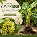 Dwarf Cavendish Banana Plant – Live Roots Starter – Musa Heirloom Non-GMO Outdoor Garden Tree