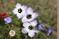 Bird's Eyes Wildflower Seeds – Gilia tricolor, 100 Seeds, Pollinator-Friendly Annual for Gardens, Borders & Meadows