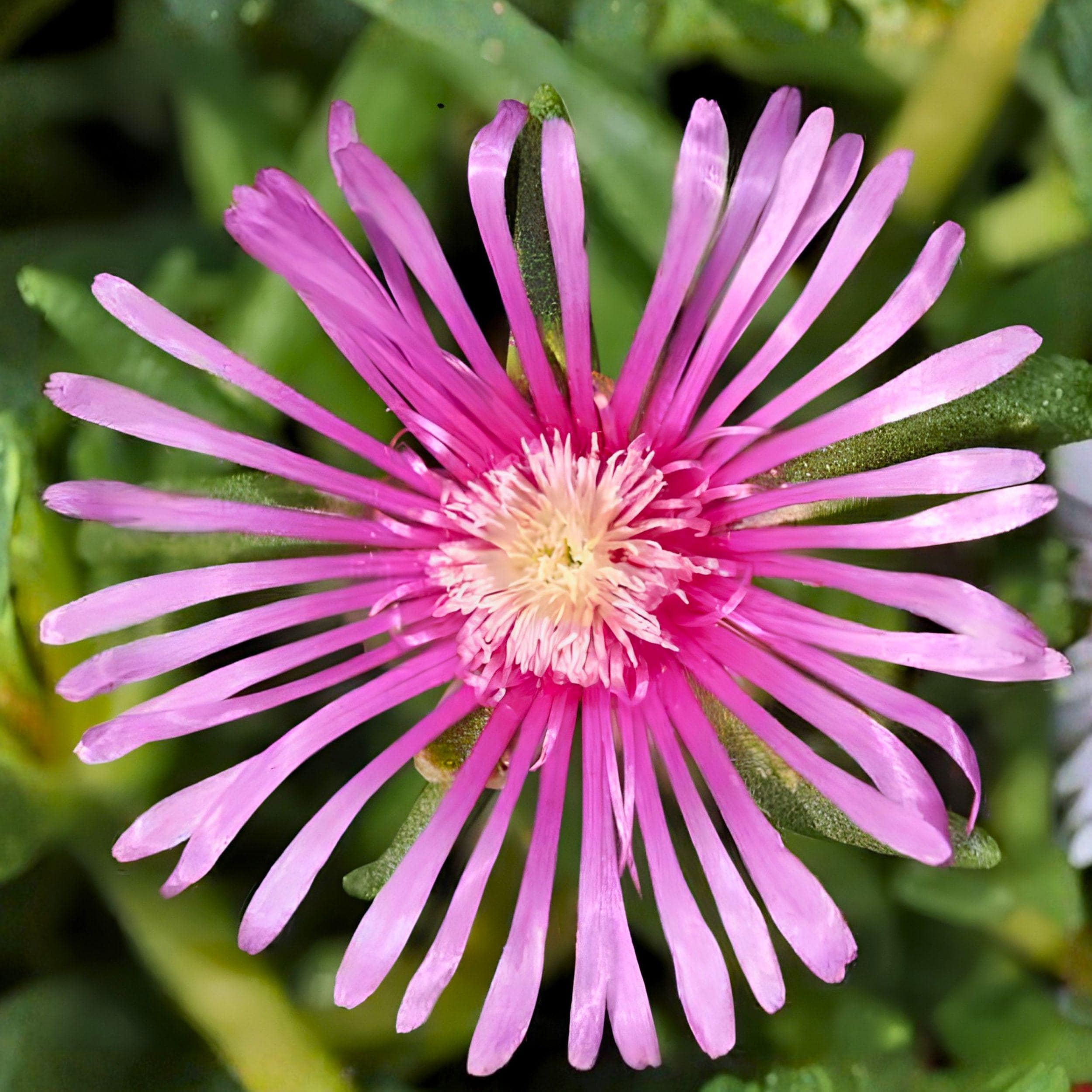 Creeping Ice Plant Cuttings 5-7 Inches Purple Pink Ground Cover Succulent 12 Pack, Delosperma cooperi