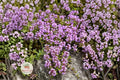Creeping Thyme Seeds – Thymus serpyllum Ground Cover Herb for Pathways, Rock Gardens & Pollinator Gardens, 100 Seeds