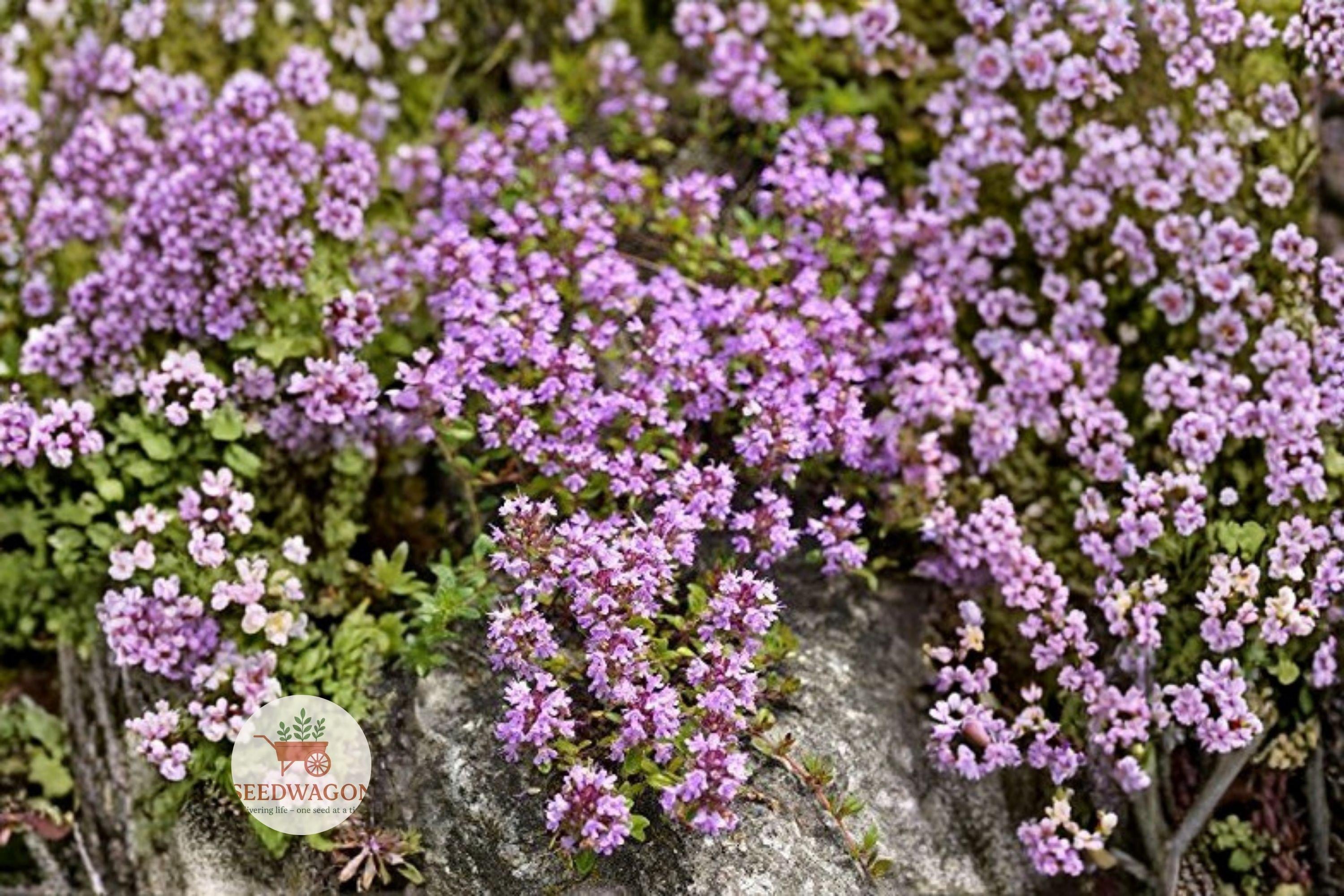 Creeping Thyme Seeds – Thymus serpyllum Ground Cover Herb for Pathways, Rock Gardens & Pollinator Gardens, 100 Seeds