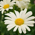 Shasta Daisy Bare Root Flower Plant – Perennial White Garden Daisy for Borders & Landscaping