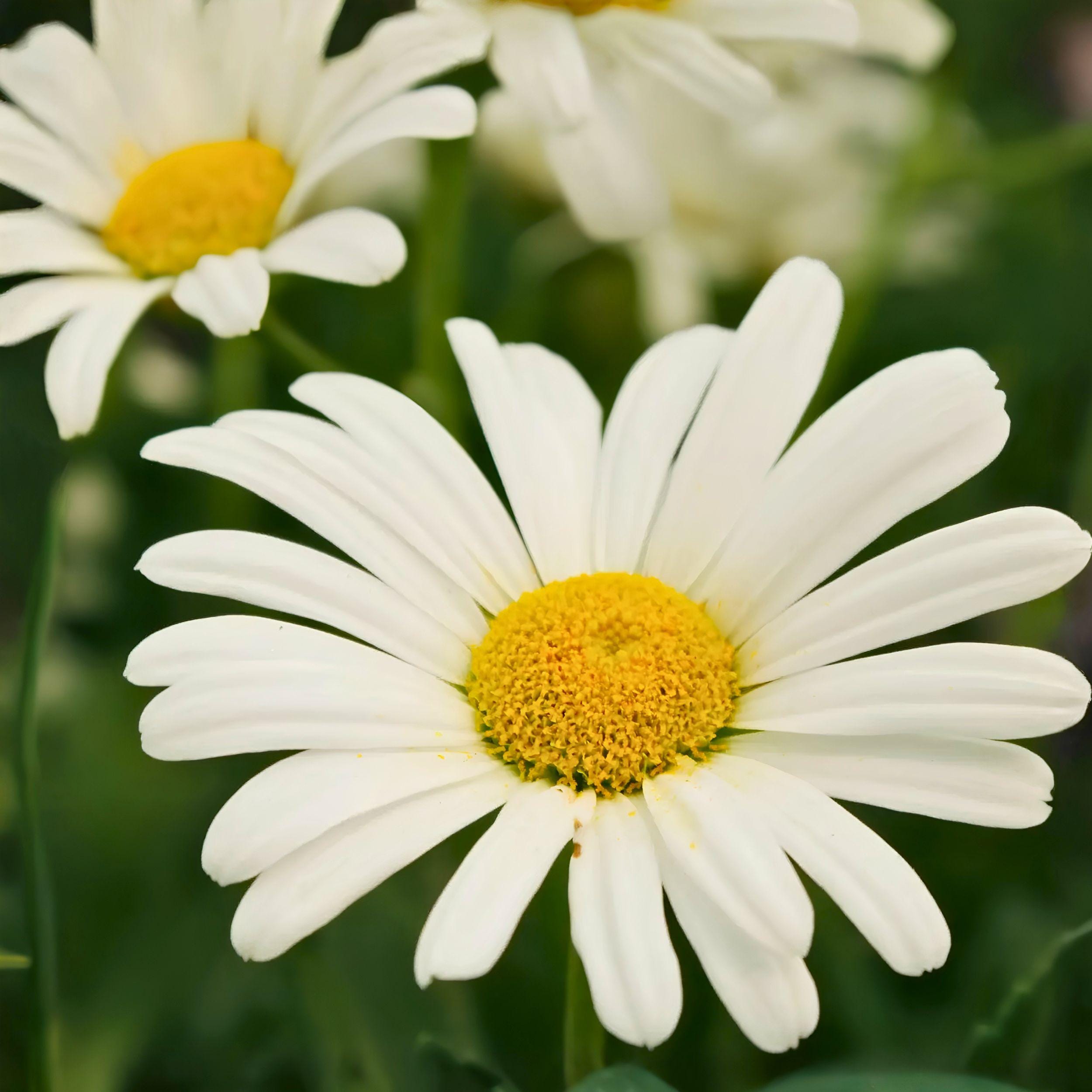 Shasta Daisy Bare Root Flower Plant – Perennial White Garden Daisy for Borders & Landscaping