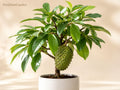 Soursop Tree Starter Plant – Annona muricata Tropical Fruit Tree, 3-6 Inches, Edible Backyard Garden, Container, Tropical Landscaping