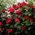 Wild Red Miniature Climbing Rose Bare Root Plant | Double Red Blooms | Rosa spp.