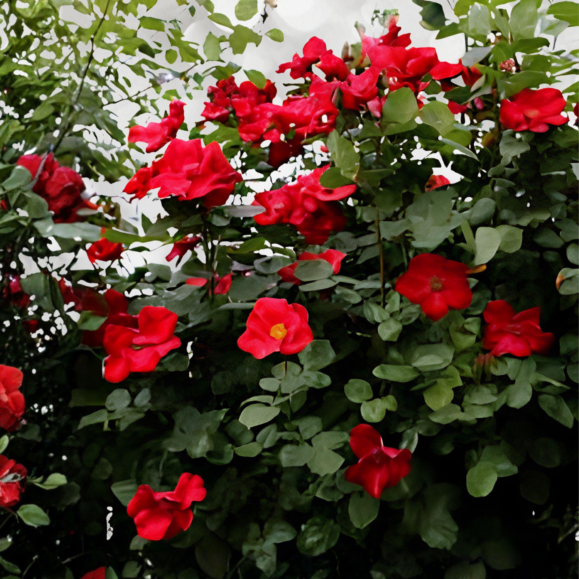 Wild Red Miniature Climbing Rose Bare Root Plant | Double Red Blooms | Rosa spp.