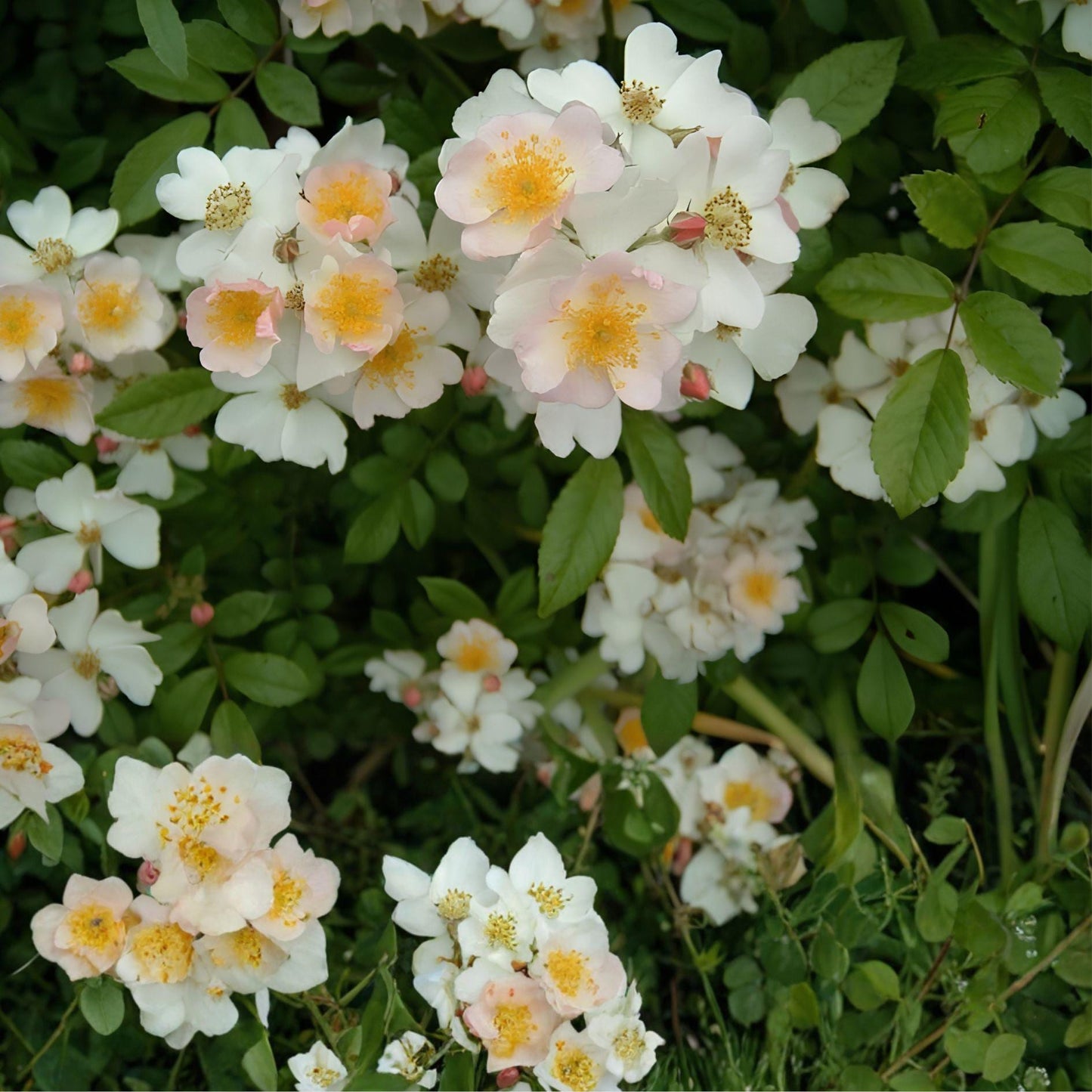 Multiflora Rose Bush Bare Root Plant | Rosa multiflora | Hedge, Wildlife, Cottage Garden | Live 6-12 Inch Rose Shrub