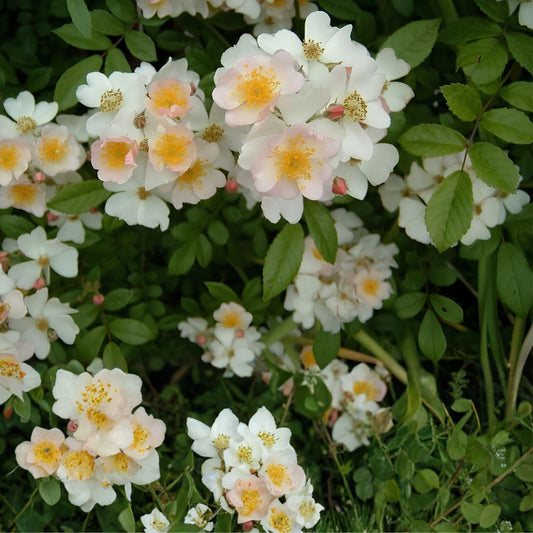 Multiflora Rose Bush Bare Root Plant | Rosa multiflora | Hedge, Wildlife, Cottage Garden | Live 6-12 Inch Rose Shrub