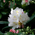 Great Laurel Plant | Rhododendron maximum | Evergreen Flowering Shrub | Bare Root Live Plant for Shaded Gardens