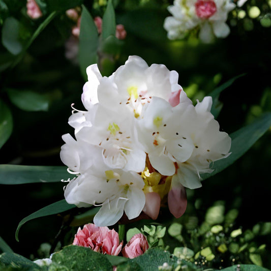 Great Laurel Plant | Rhododendron maximum | Evergreen Flowering Shrub | Bare Root Live Plant for Shaded Gardens