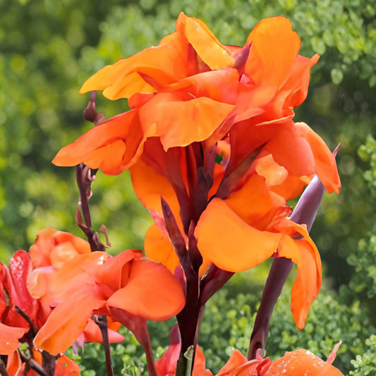 Orange Wyoming Canna Lily Bulb | Tropical Perennial with Orange Flowers & Burgundy Foliage | Canna spp.