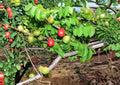 Spanish Plum Live Fruit Tree 3-4 Feet Tall – Spondias purpurea – Edible Fruit Tree – Fast Shipping