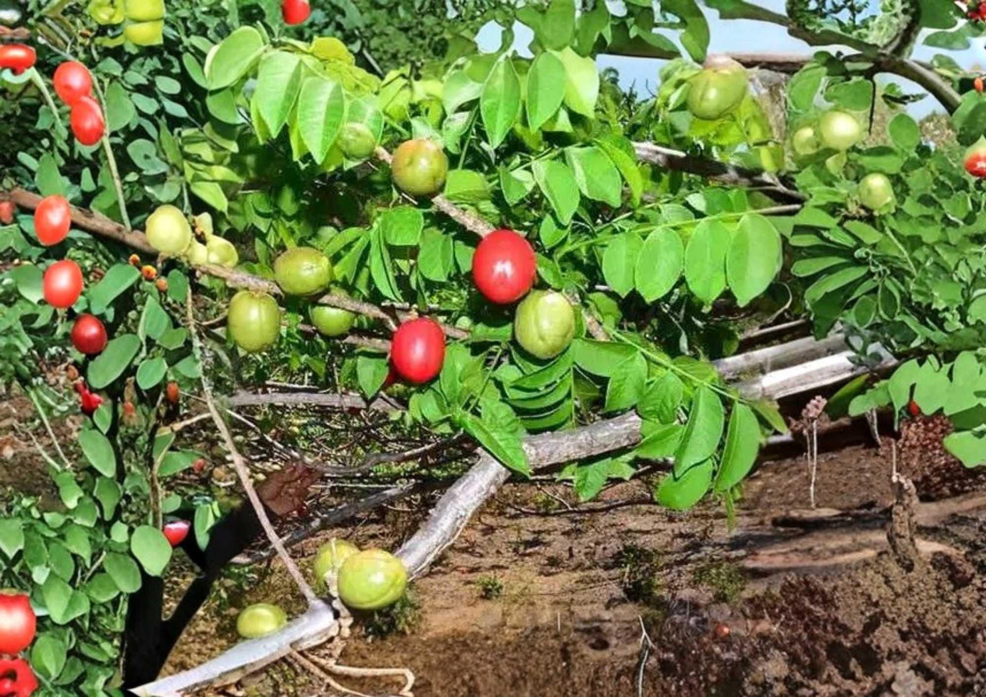Spanish Plum Live Fruit Tree 3-4 Feet Tall – Spondias purpurea – Edible Fruit Tree – Fast Shipping