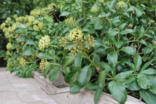 Japanese Ivy Seeds – Hedera rhombea Climbing Vine for Walls & Ground Cover, 50 Seeds