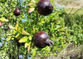 Black Pomegranate Live Fruit Tree 10-24 Inches Tall – Punica granatum – Non-GMO, Edible Fruit Tree, Drought Tolerant, Ornamental Tree